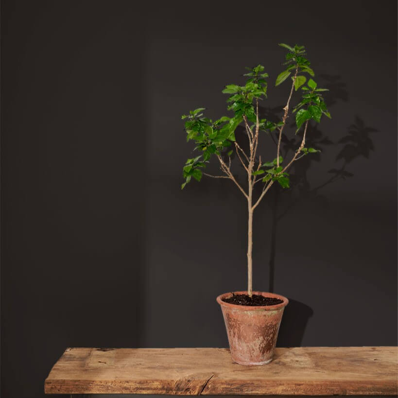 Wandfarbe Athenian Black