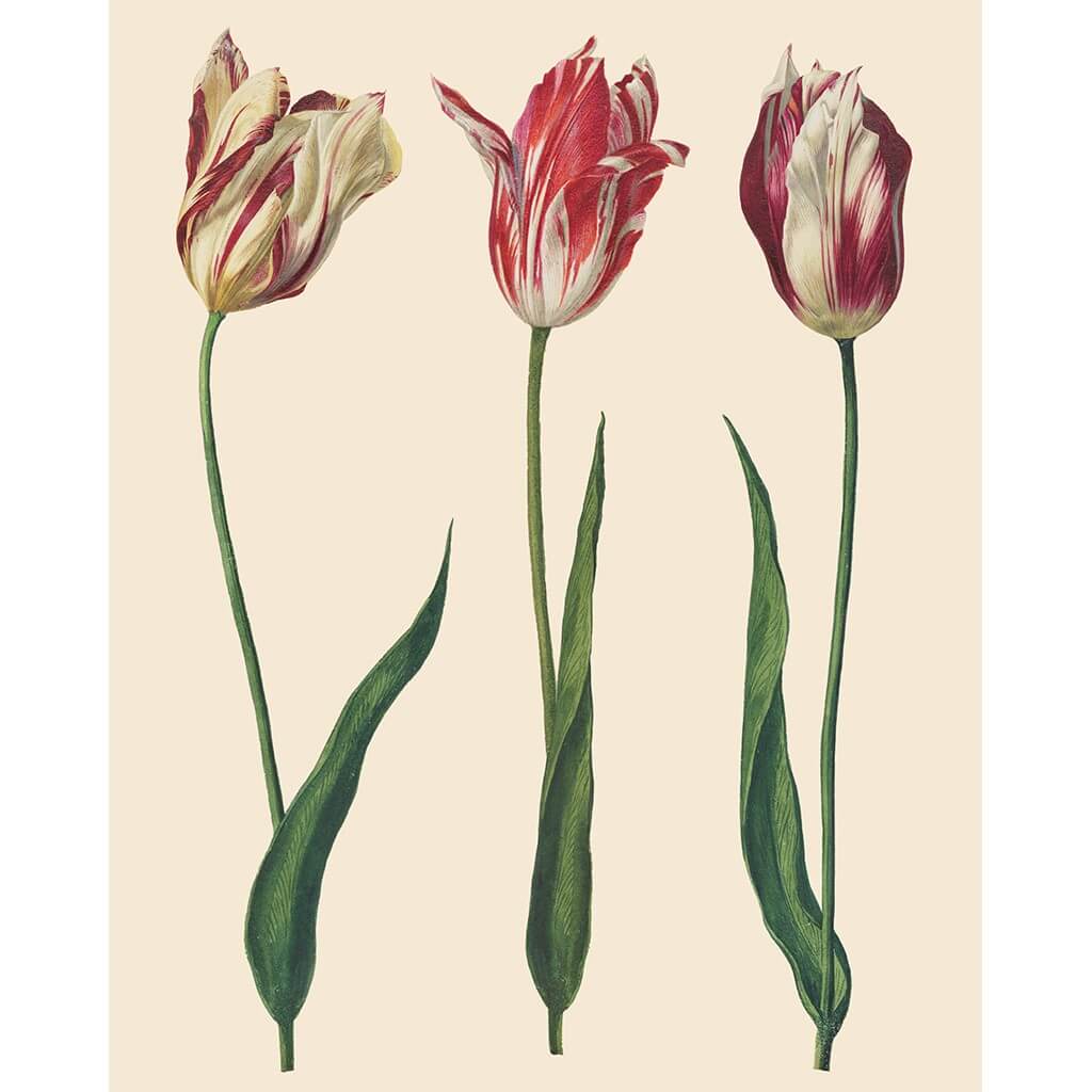 Découpage Papier Tulips