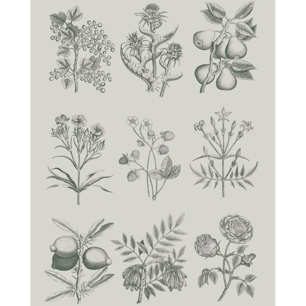 RHS Decoupage Papier Botanical Drawings